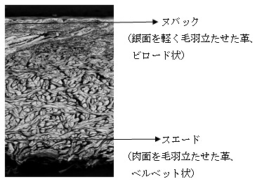 ≪牛革断面≫