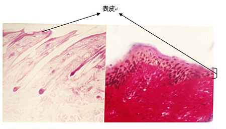 ≪表皮の顕微鏡写真≫