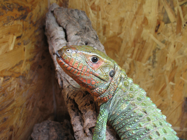 カイマントカゲ--Jacuruxy Lizard｜みんなの皮革用語辞典