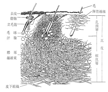 ≪牛皮の断面模式図≫